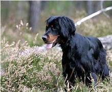 photo chien: Setter Gordon